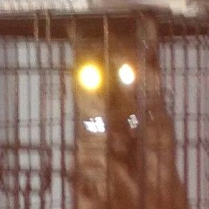 Meet your Posher, Victorious